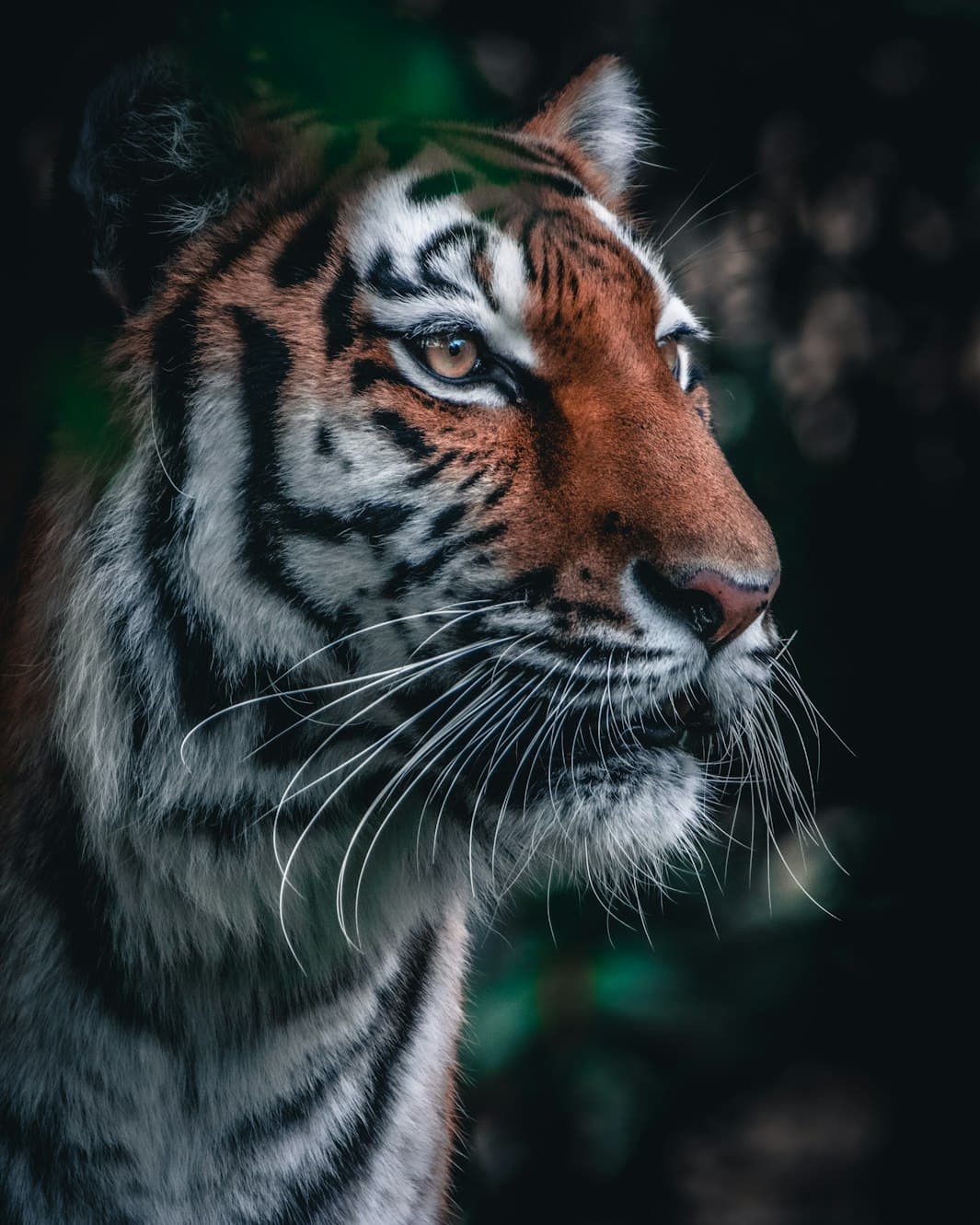 Female Bengal tiger walking