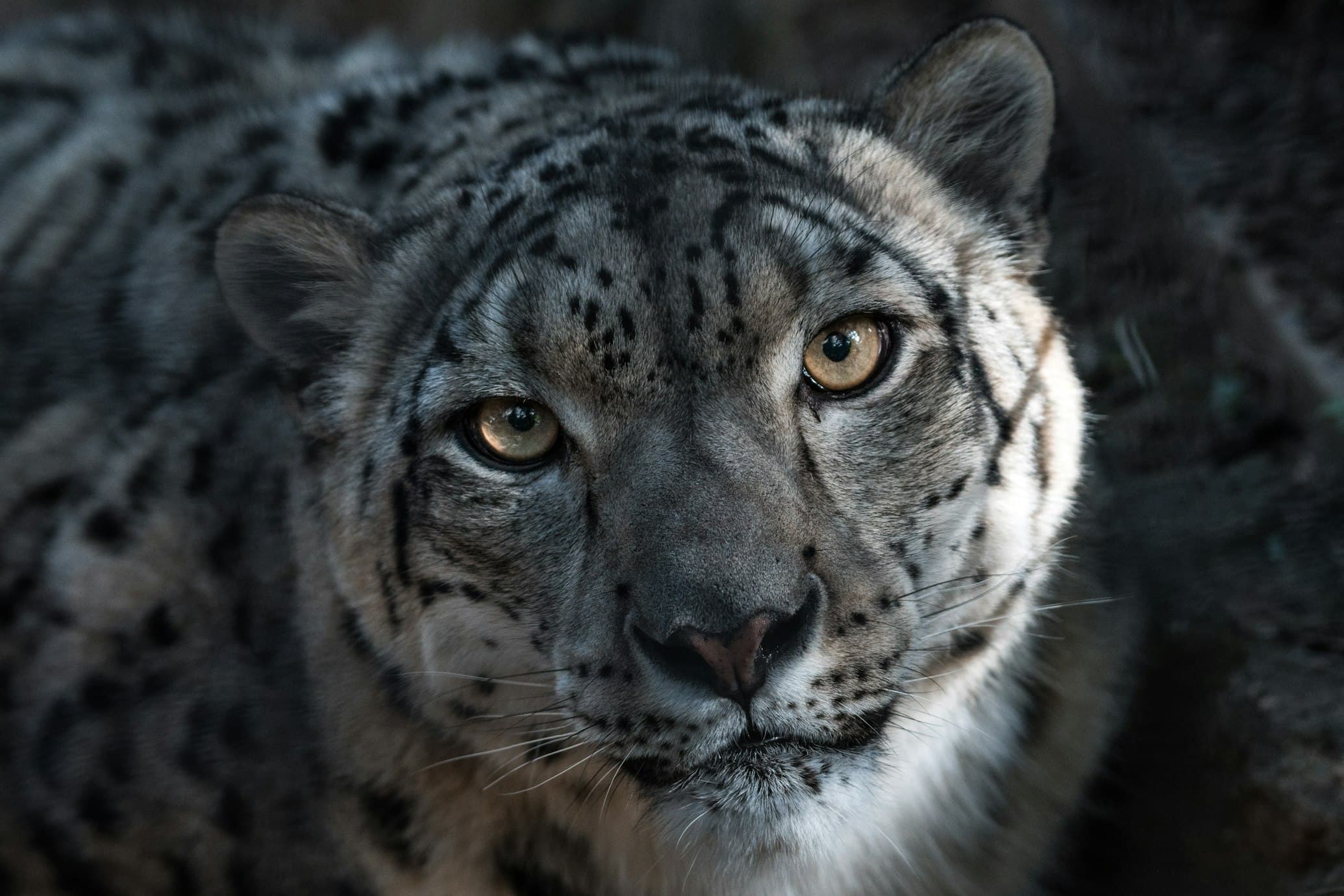 Snow leopard in rocky terrain