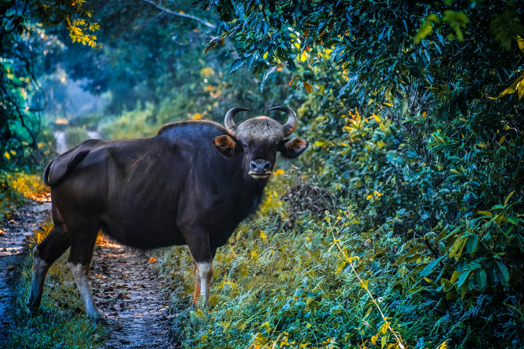 Indian gaur eating leaves