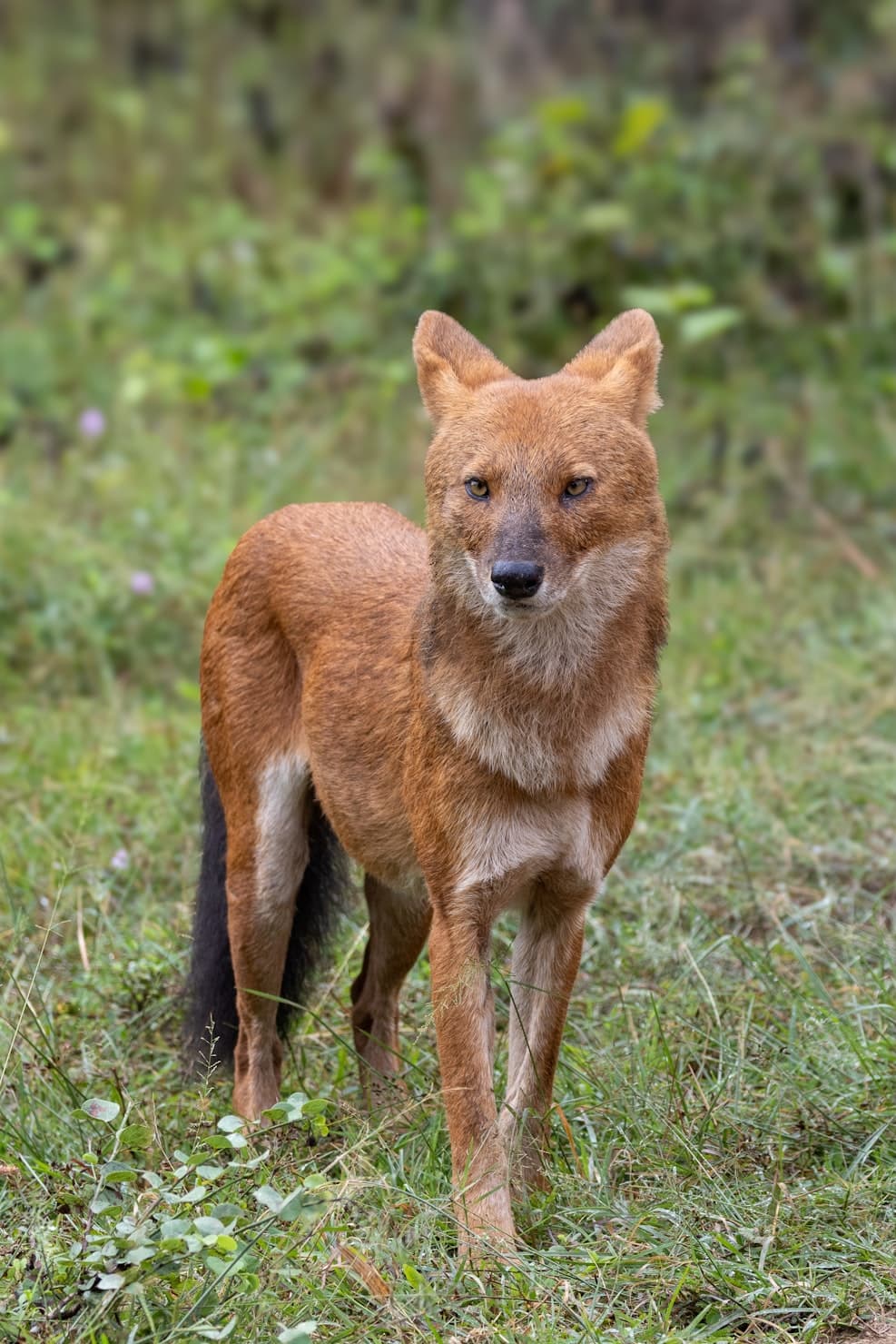 a-dhole-stands-alert-in-a-grassy-forest-clearing