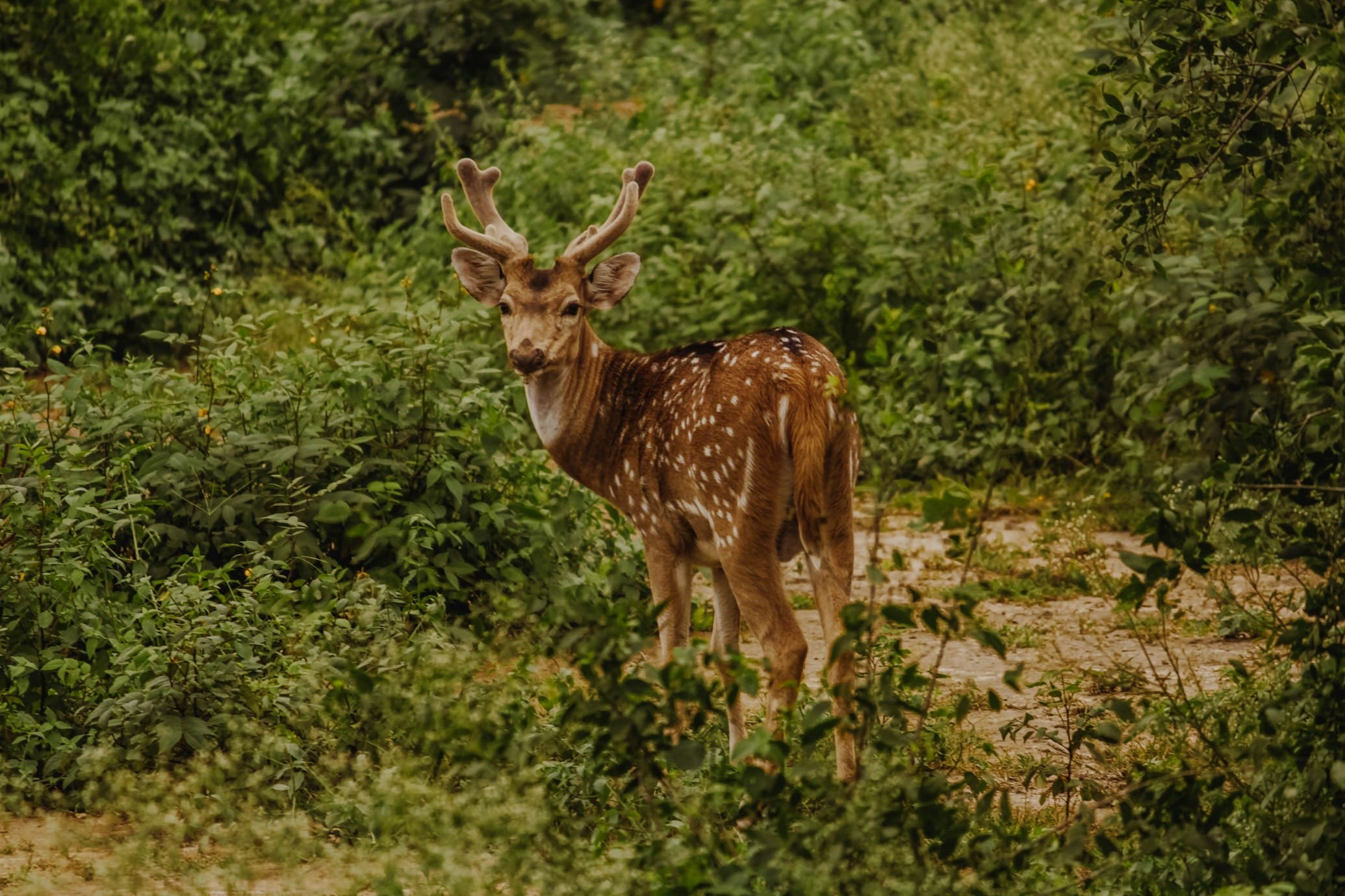 deer-standing-near-grass-field