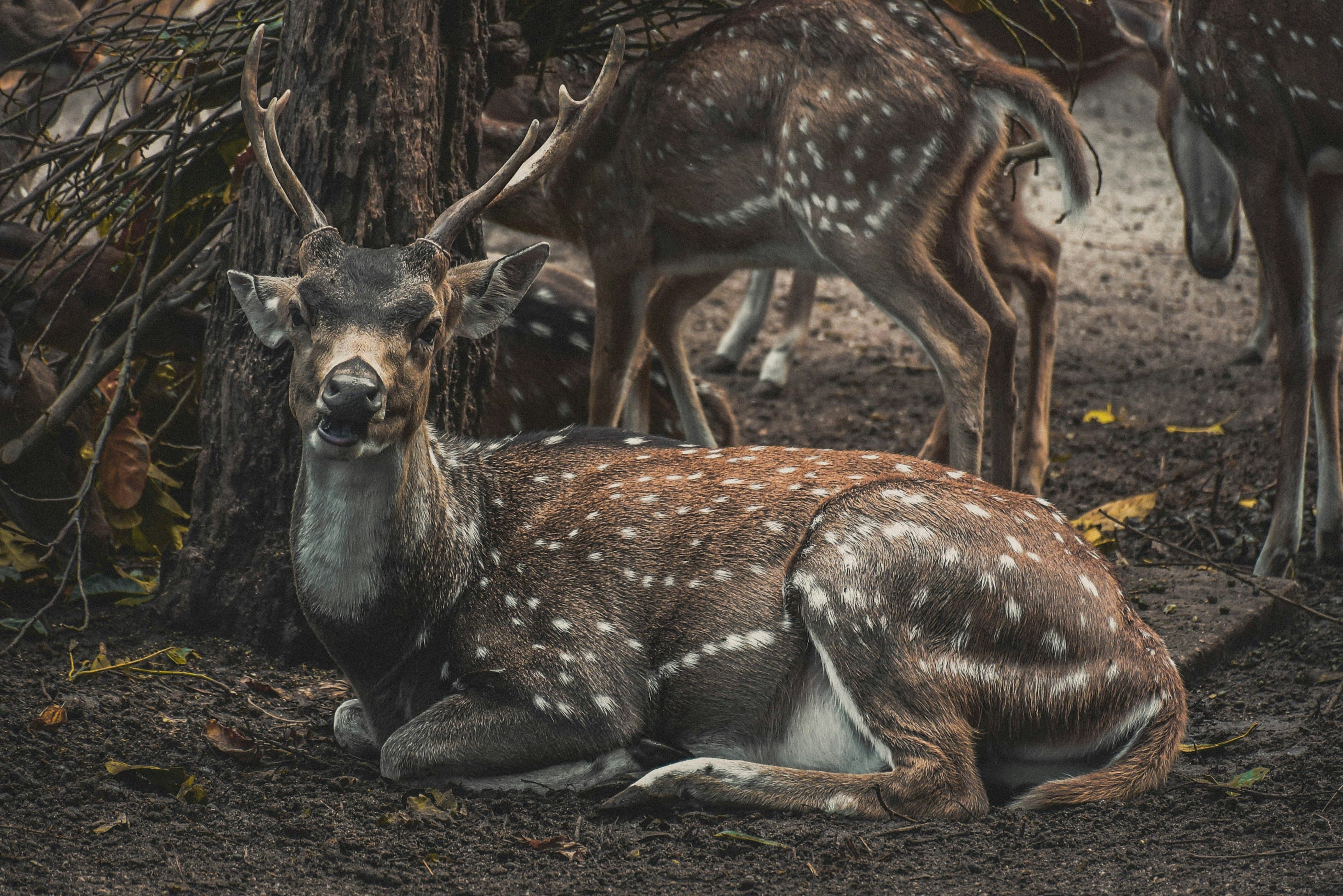 brown-deer-on-brown-soil