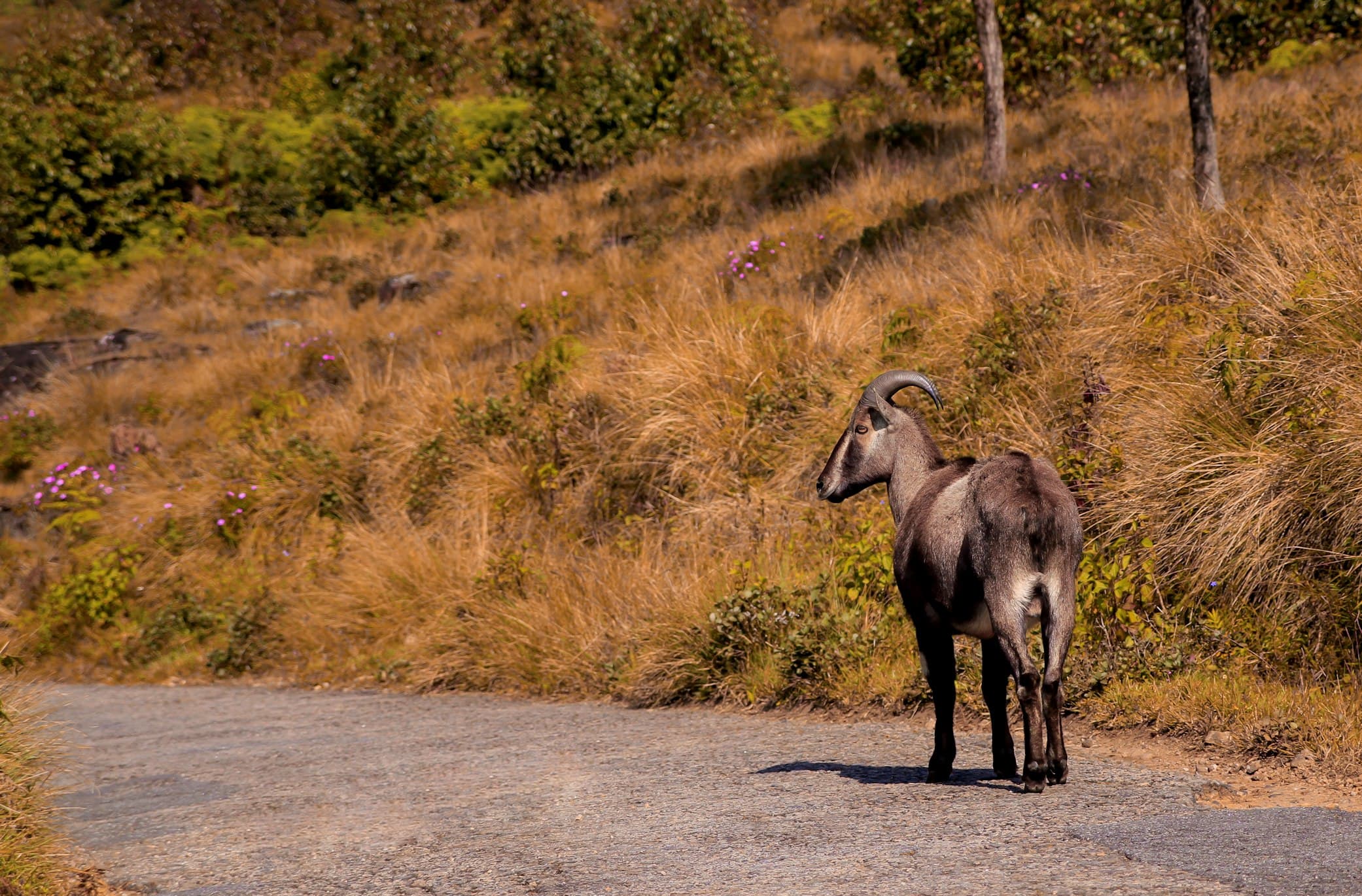 goat-on-gray-road-beside-grass