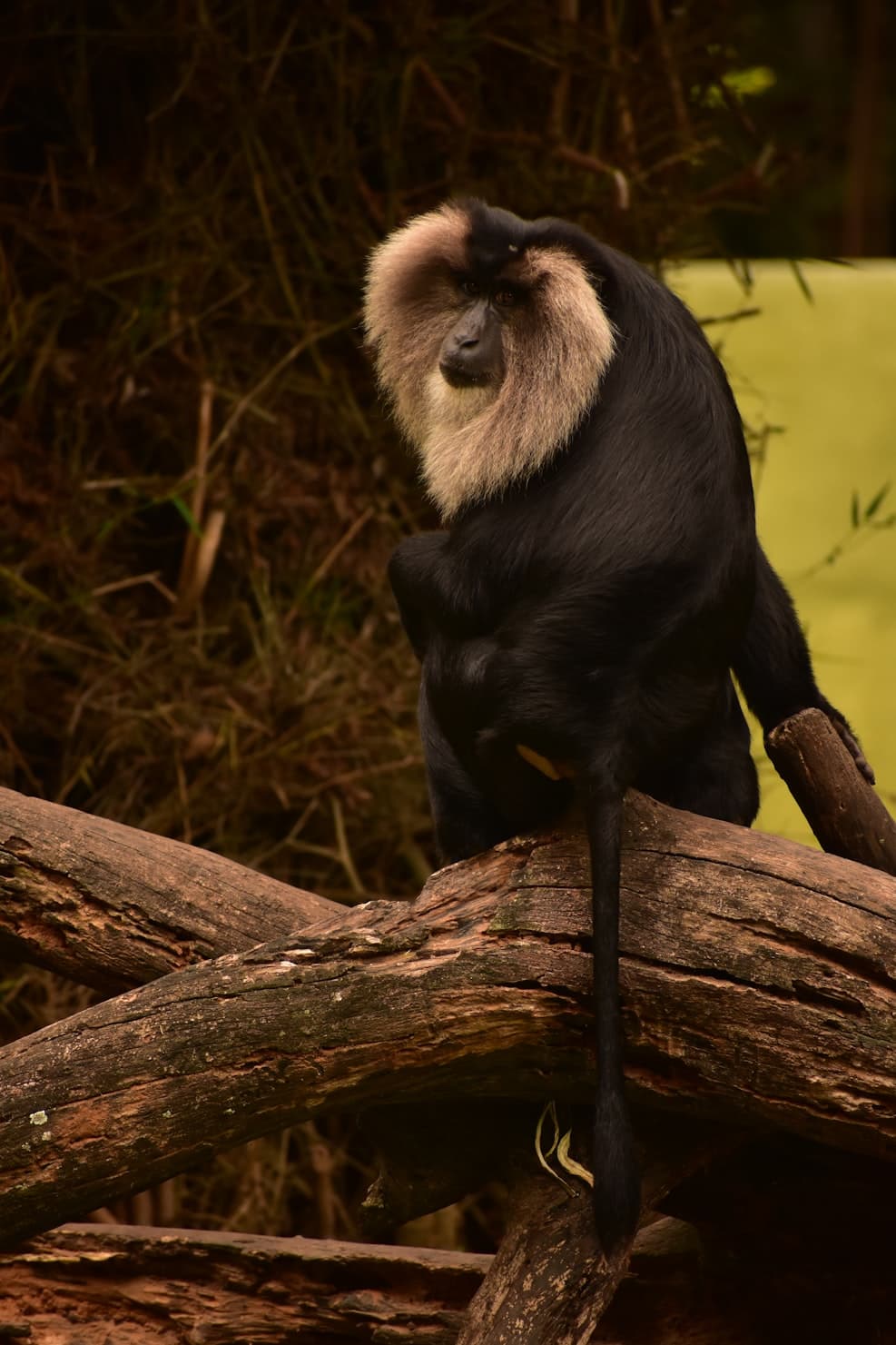 a-monkey-sitting-on-top-of-a-tree-branc