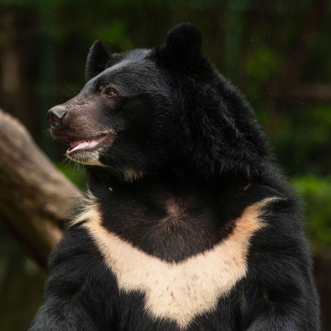 Asiatic-Black-Bear-Ursus