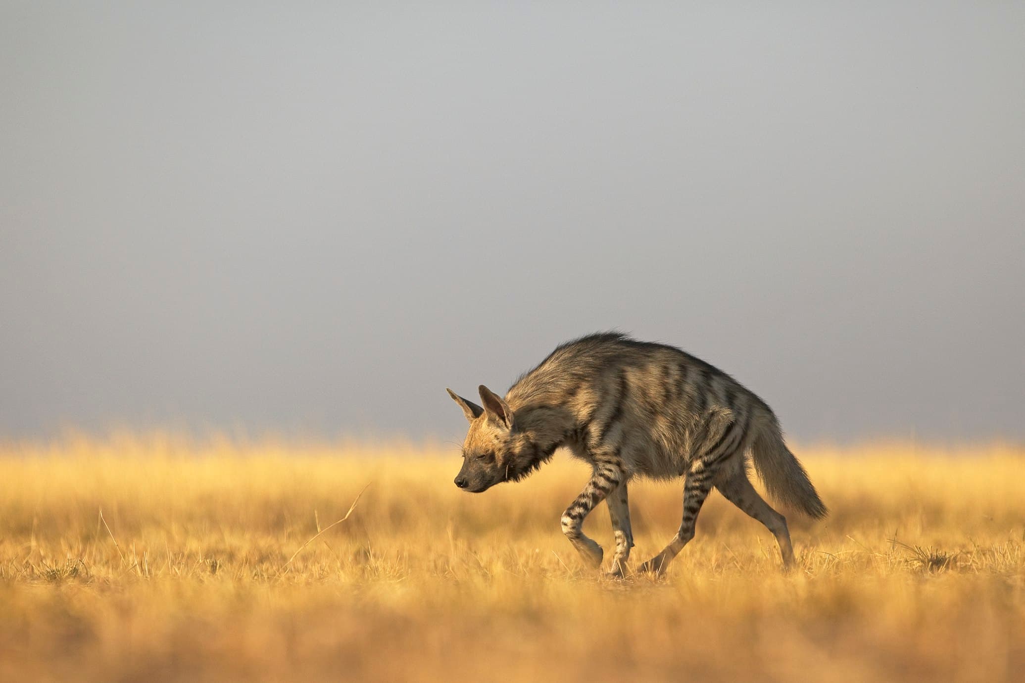 striped-hyena-standing-in-natural-habitat