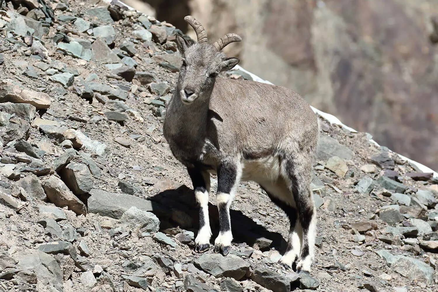 bharal