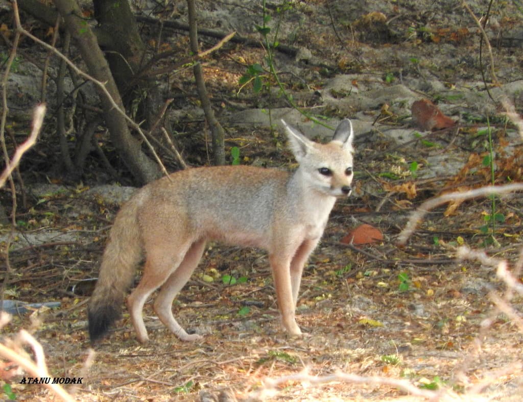 Indian Fox or bengal fox