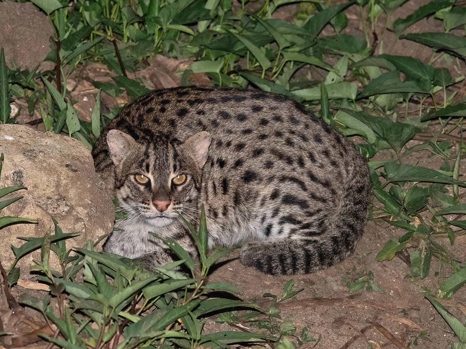 Fishing Cat