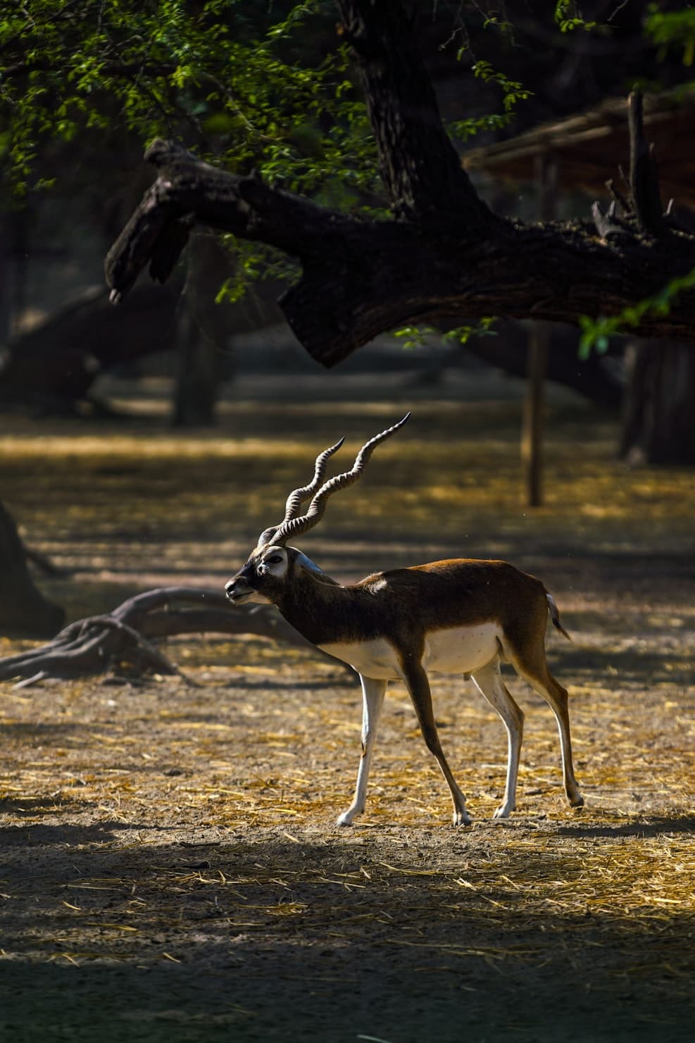 a-deer-standing-in-a-field