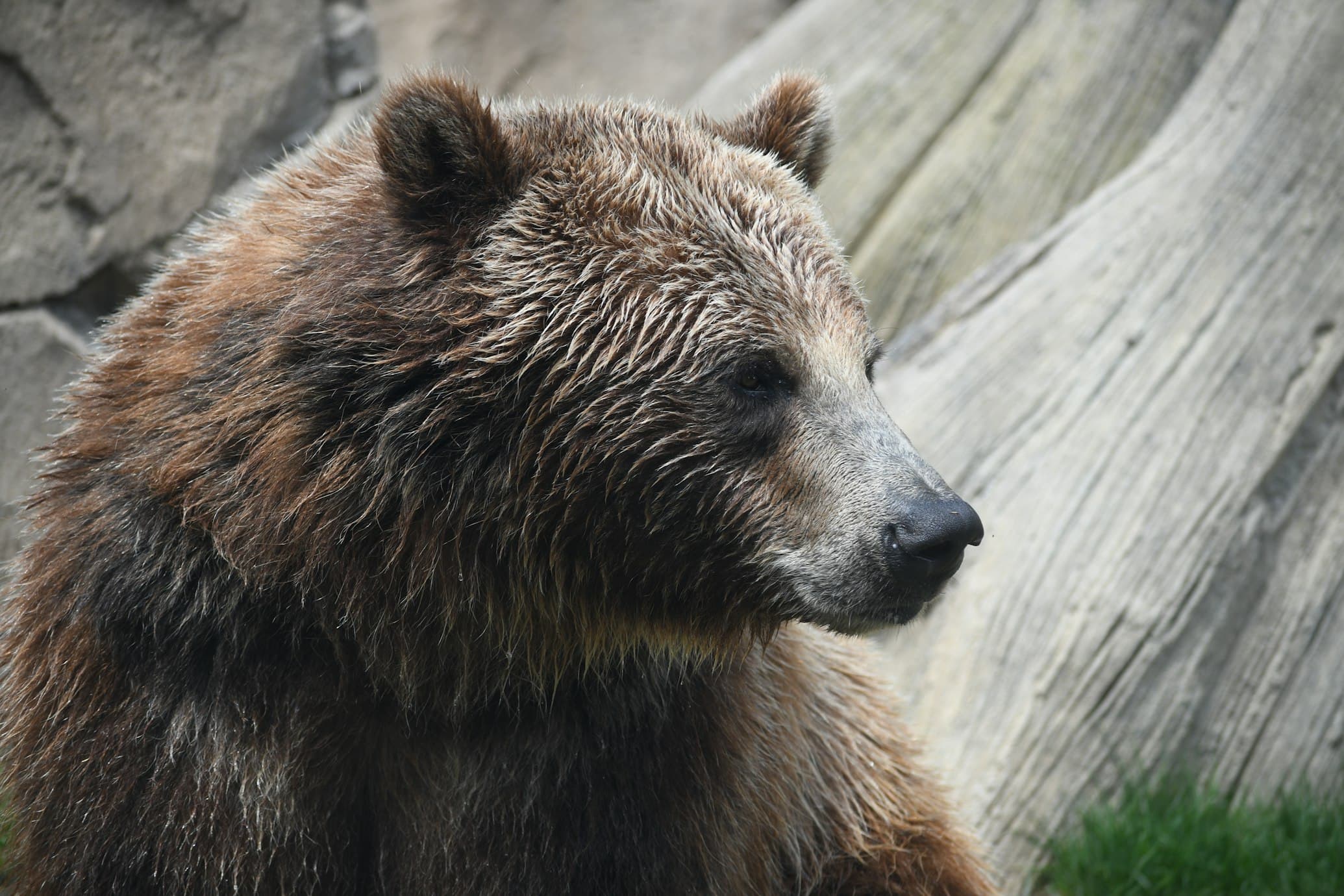 Himalayan Brown Bear