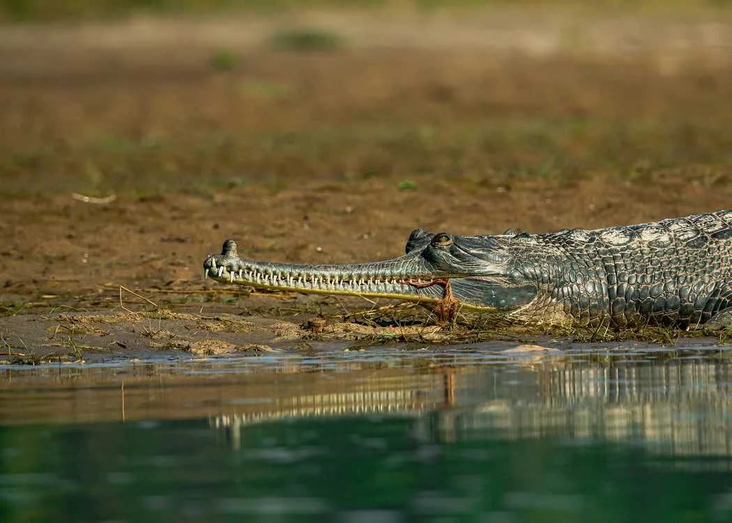 Dudhwa National Park