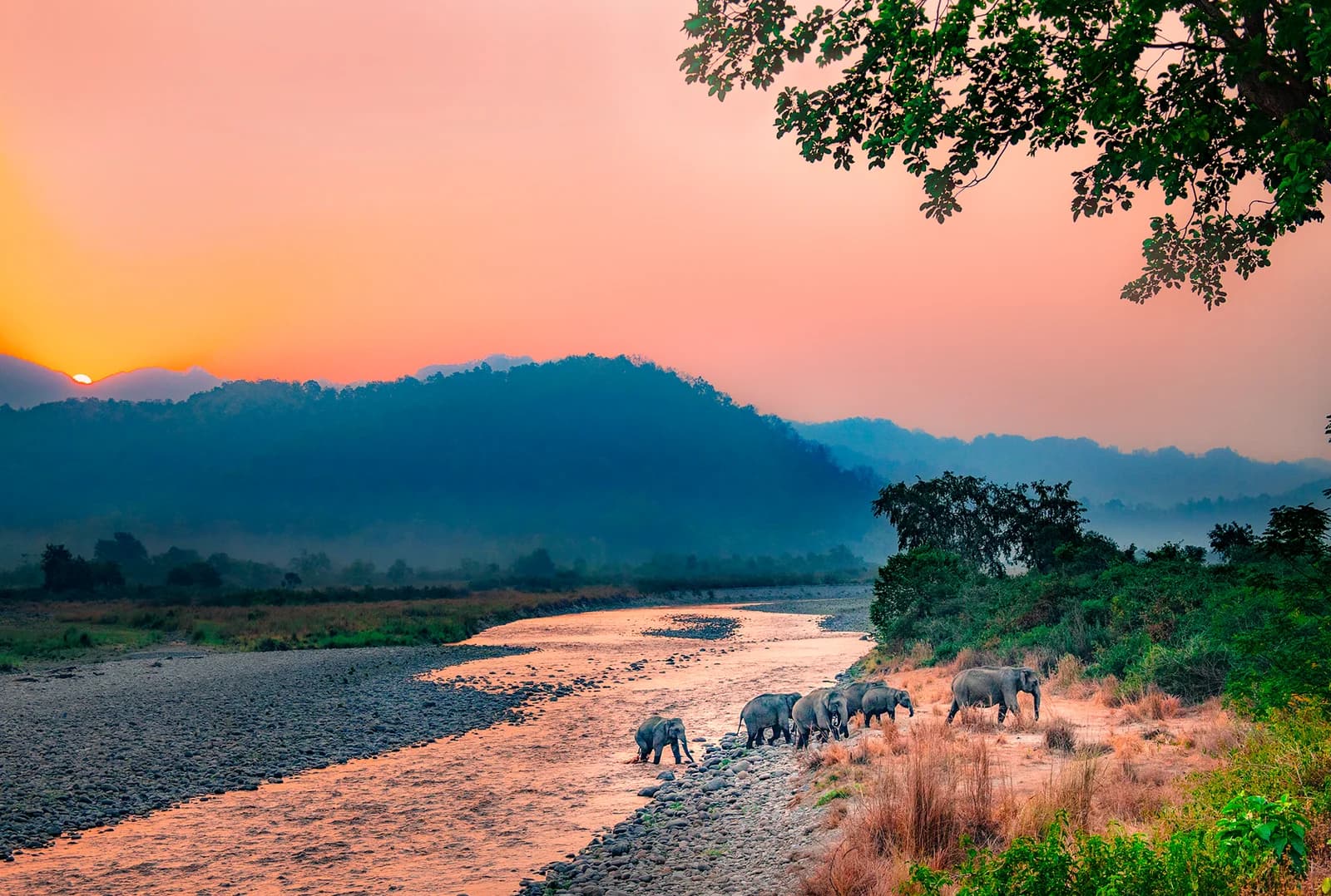 Jim Corbett National Park