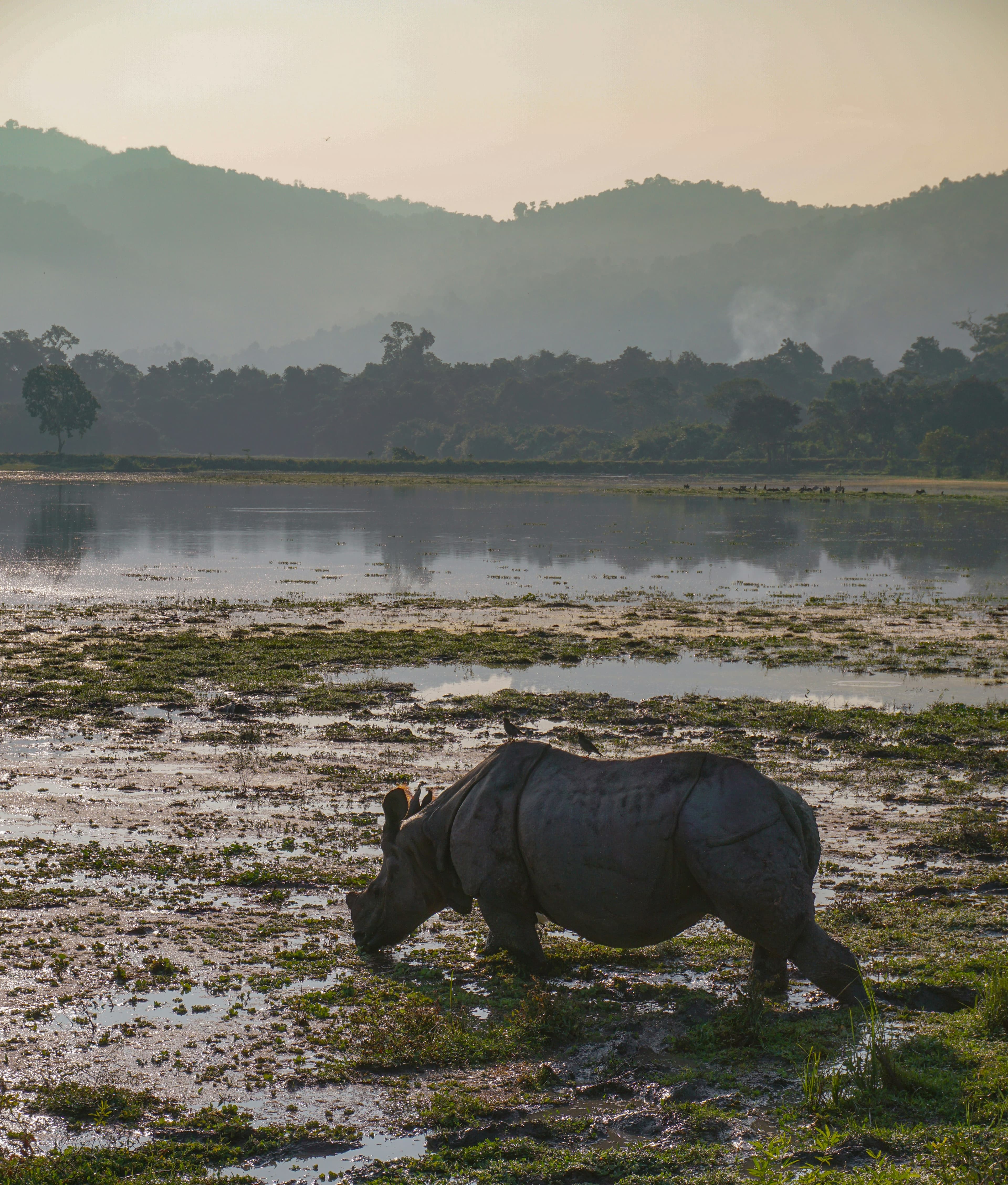 Kaziranga National Park