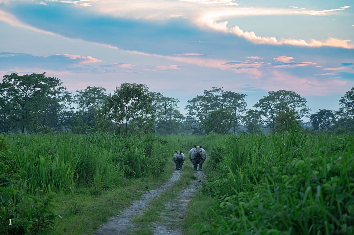 Manas National Park