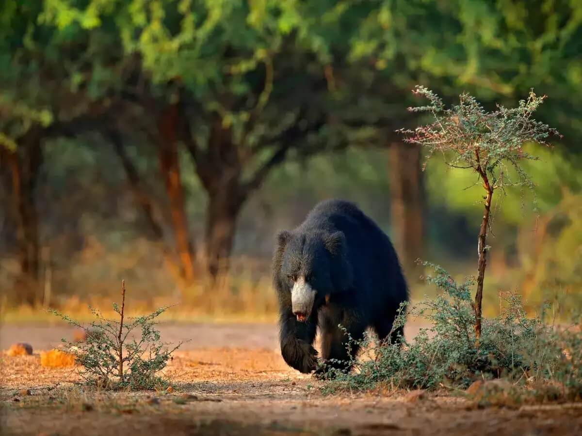 Rajaji National Park