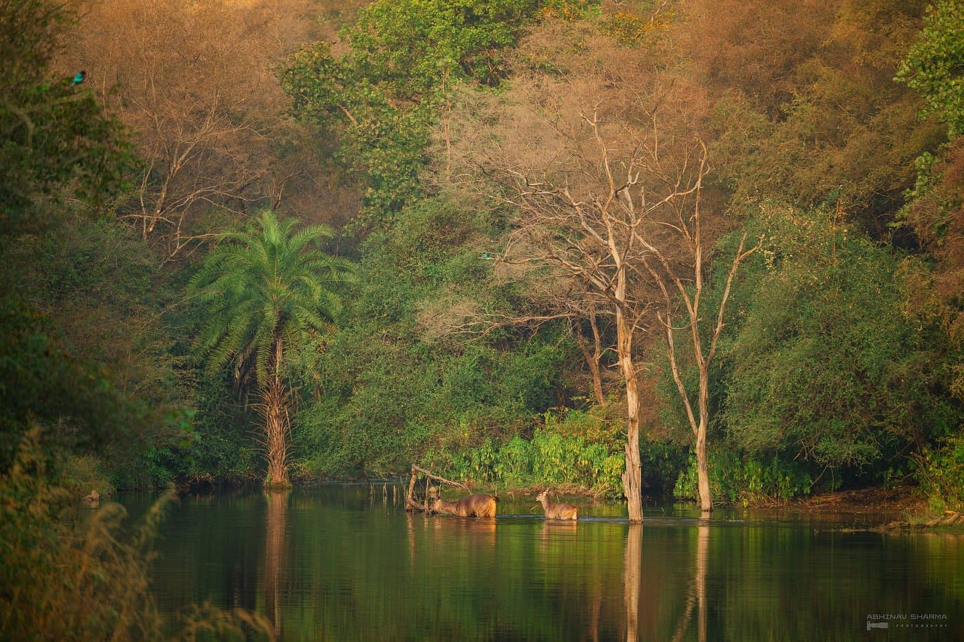 Sariska Tiger Reserve