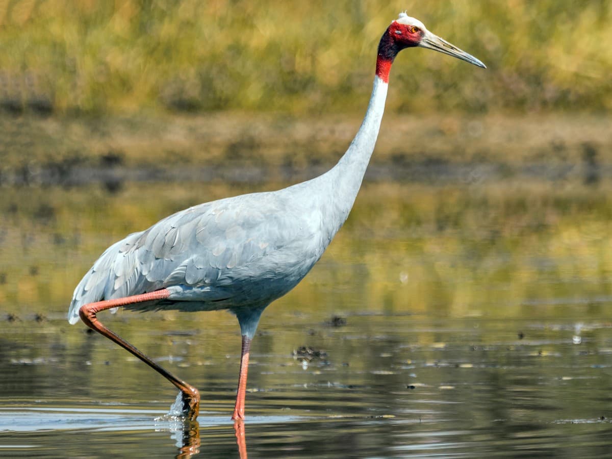 Sarus Crane