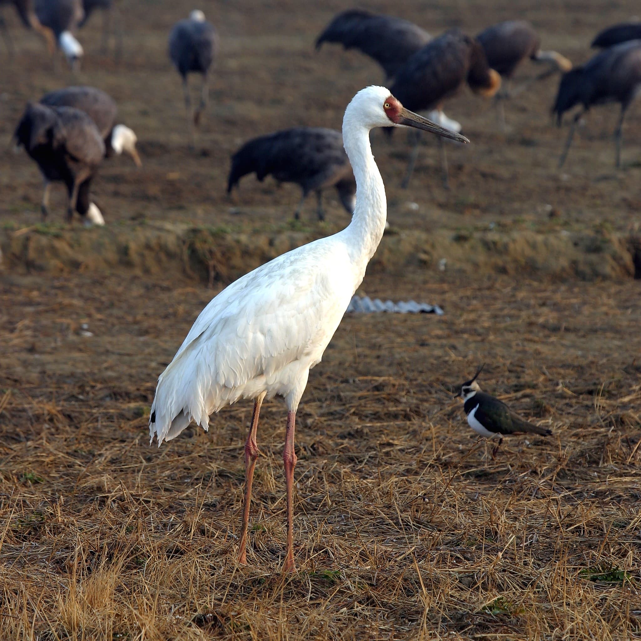 Siberian Crane